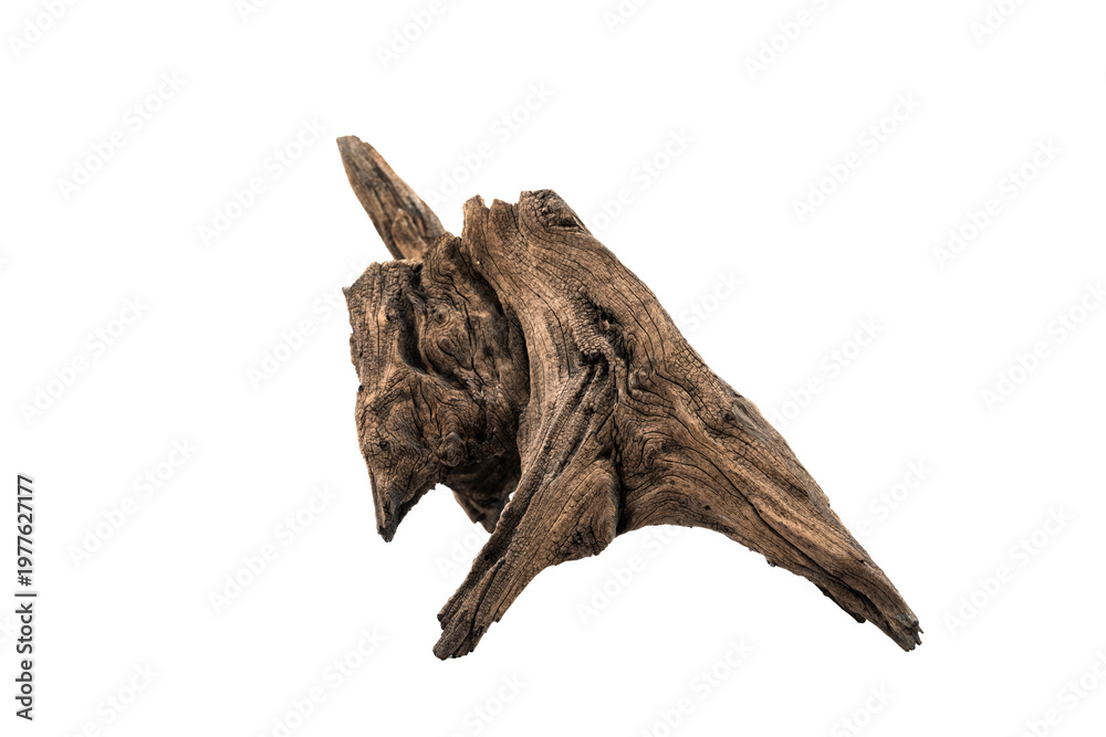 Fototapeta premium Driftwood aged wood isolated on white background. Piece of driftwood driftwood close up for aquarium.