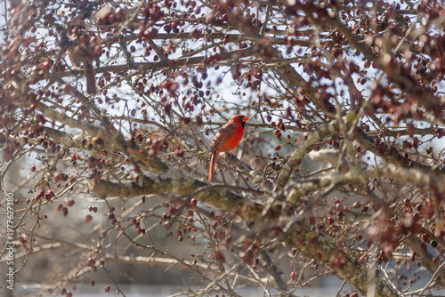 Red male Cardinal alone on cherry tree branch in midwest sunlight, Wisconsin, United States