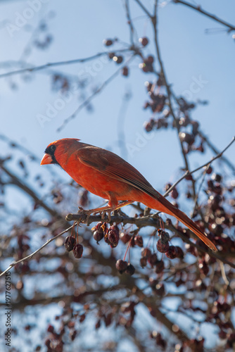 Red male Cardinal bird perched on cherry tree branches, vertical up-close photo, Wisconsin, United States
