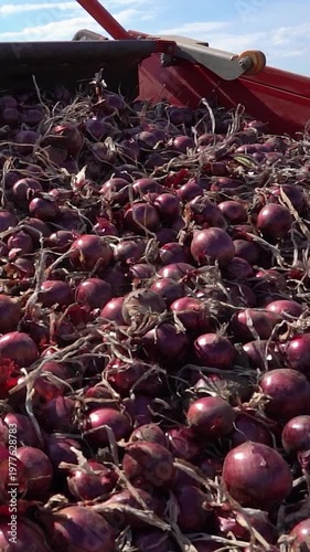 High Angle Panning Shot of Onion Harvester Unloading Red Onions into Truck Trailer. A massive quantity of red onions rolling down the conveyor belt into a truck. Search ONIONPROD2025 for more clips.
