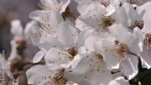 Spring. Blooming cherry trees. White flowers against a blue sky.