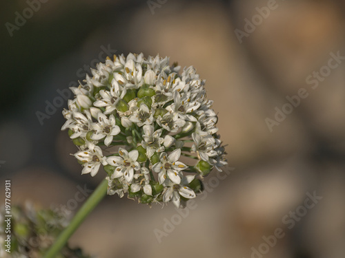 Canvas-taulu Flower umbel of an onion plant - Allium cepa.