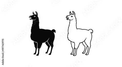 Llamas vs Alpacas: Identifying Key Differences Vector