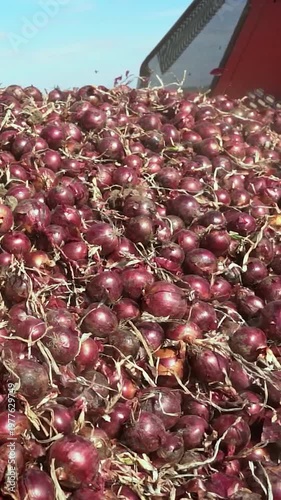 Onion Harvester Unloading Red Onions into a Truck Trailer. A massive quantity of red onions rolling down the conveyor belt into a truck. Search ONIONPROD2025 for more clips.