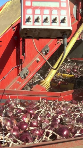 Panning Shot of Red Onions Moving Through Harvester Conveyor into Storage Bin. Onion harvester in action. Search ONIONPROD2025 for more clips.
