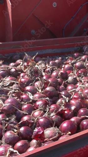 Panning Shot of Onions Moving Through Harvester Conveyor into Storage Bin. Onion harvester in action. Search ONIONPROD2025 for more clips.
