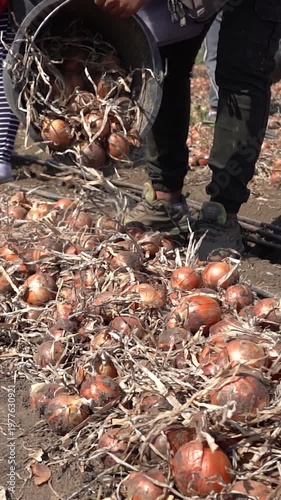 Slow Motion of Seasonal Workers Manually Picking and Grouping Red Onions. Labor-intensive part of a large-scale agricultural campaign.