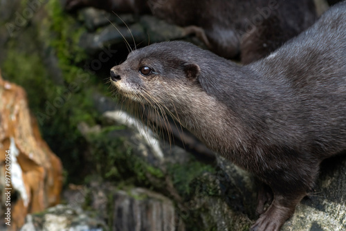 a river otter is looking for fish