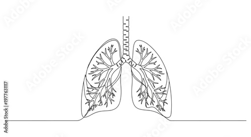 Continuous line drawing of human lungs, medical illustration, organ silhouette, respiratory system