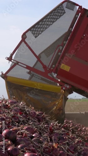 Slow Motion Shot of Onion Harvester Filling Truck Trailer with Red Onions. Video showing a massive pile of onions and the unloading conveyor belt working under a blue sky. Search ONIONPROD2025.