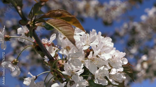 Spring. Blooming cherry trees. White flowers against a blue sky.