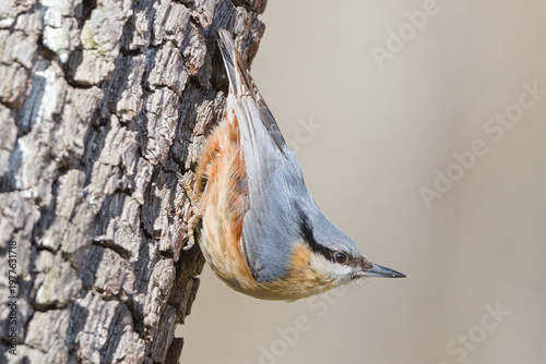 Eurasian Nuthatch (Sitta europaea) – Bird Climbing Headfirst Down Tree Trunk in Natural Habitat – common in the wild in the Czech Republic
