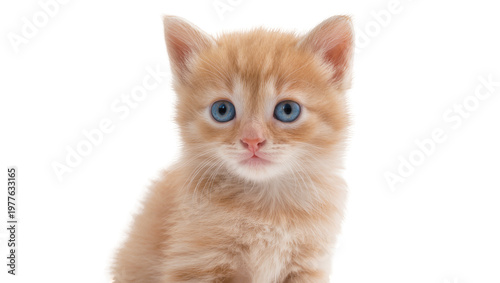 Adorable ginger tabby kitten with bright blue eyes, isolated on transparent background