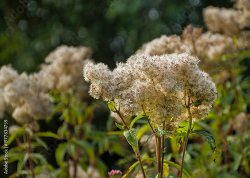 Tableau sur toile Fluffy white seeds of hemp-agrimony, selective focus - Eupatorium cannabinum