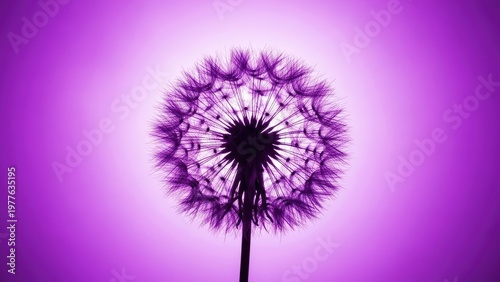A beautiful purple dandelion flower against a vibrant purple background
