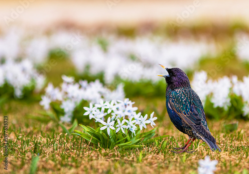 A starling bird stands on a flowerbed with white primrose crocus flowers in a...