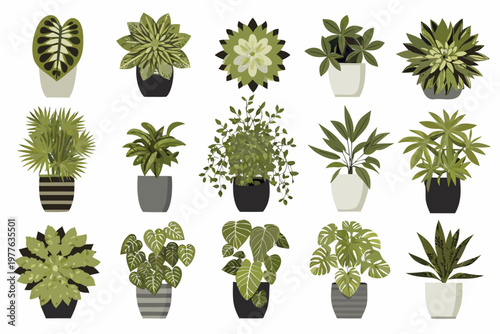 Collection of various potted houseplants with diverse leaf shapes and colors