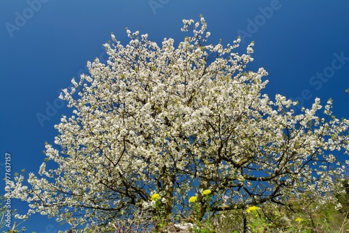 Flowering appletree in full bloom against deep blue spring sky