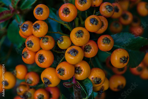 Photos Closeup of the orange fruits of a firethorn bush in the garden, selective focus