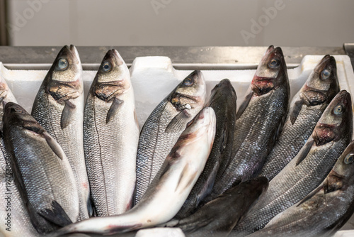 Slika na platnu European seabass, branzino, European bass, sea bass, common bass, white bass, ca