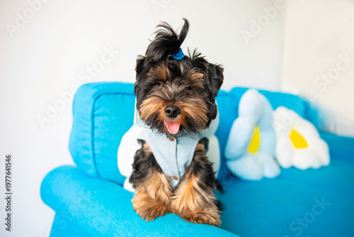  funny Yorkshire Terrier puppy in clothes plays on the sofa