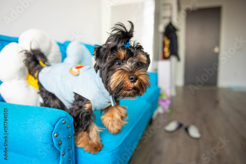  funny Yorkshire Terrier puppy in clothes plays on the sofa