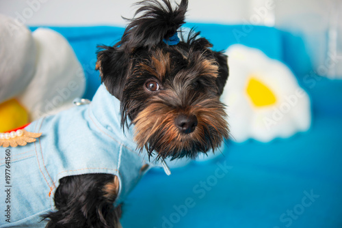  funny Yorkshire Terrier puppy in clothes plays on the sofa