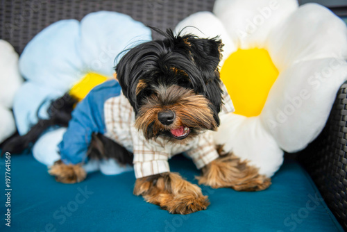  funny Yorkshire Terrier puppy in clothes plays on the sofa