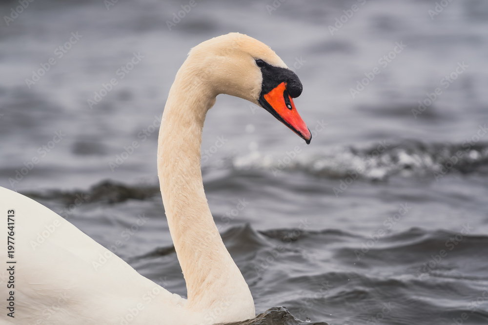 Fototapeta premium White swan swimming in the sea. Wild bird floating on calm ocean water. Nature wildlife photography with avian creature. Marine environment travel and tranquility concept for decoration.