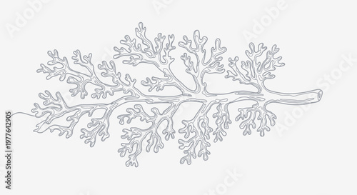 Detailed illustration of a delicate coral branch, single line drawing, isolated on white background