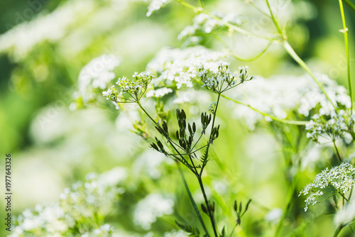 Tableau sur toile Delicate white flower umbels of Golden chervil Chaerophyllum aureum growing wild