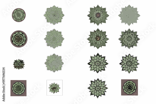 Aerial view of various succulent plants arranged in a grid pattern