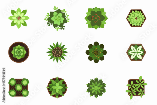 Collection of vibrant green succulent plants viewed from directly above