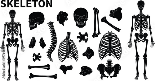 Human skeleton component illustration, anatomical bone design, medical anatomy artwork, skull rib cage pelvis graphic, biology icon, healthcare sketch, vintage anatomy symbol