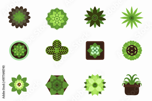Overhead view of various stylized green succulent plant icons
