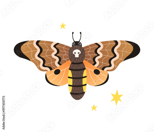 Death's head hawkmoth, moth with skull shape. Cartoon drawing of night butterfly with open and closed wings. Vector illustrator