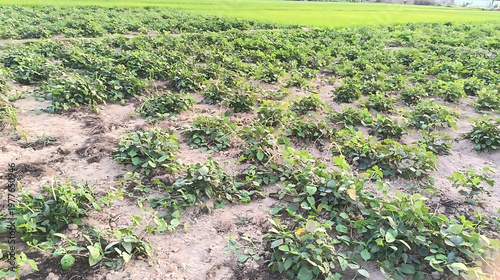 Young Green Plants Growing in an Arid Agricultural Field with Dry Soil