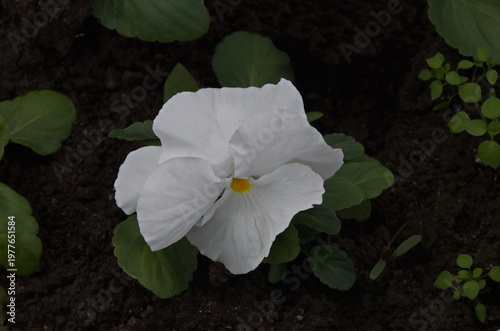 Spring blooming fragrant white pansy or viola altaicaiolet in the garden, Sofia, Bulgaria 