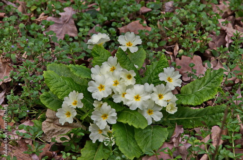 A small group of white primrose or Primula vulgaris in the garden, Sofia, Bulgaria 