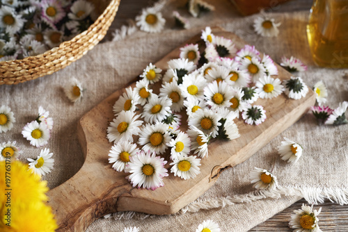 Common daisy flowers on a cutting board - wild edible plant harvested in early spring