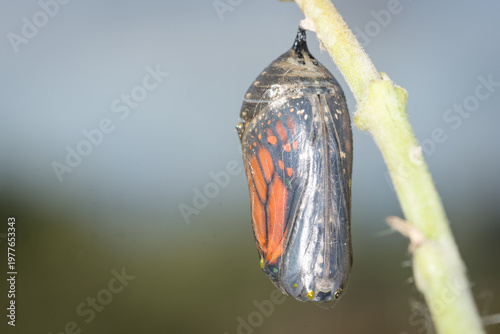 Tableau sur toile closeup of a monarch butterfly chrysalis