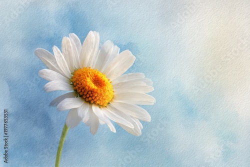 Botanical chamomile illustration with white petals and yellow center in watercolor