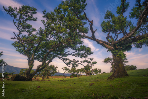 Twisted laurel trees in Fanal Forest, Madeira, Portugal under a soft purple sky. Unique shapes of trees resembling human figures create an imaginative and mystical atmosphere.
