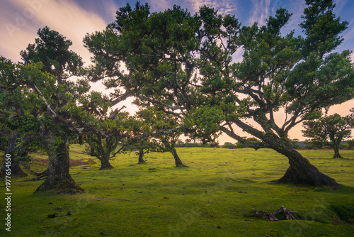 Peaceful meadow in Fanal Forest, Madeira, Portugal with ancient laurel trees under soft afternoon light, ideal for relaxation in nature and countryside.