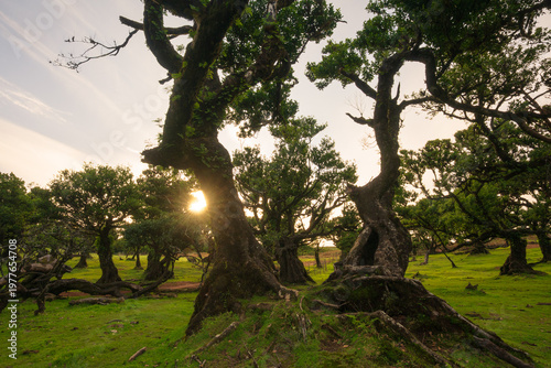 Warm golden sunlight shinning through ancient trees in fanal Forest, Madeira, Portugal in golden hour.