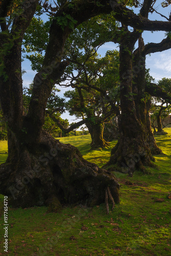 Peaceful meadow in Fanal Forest, Madeira, Portugal with ancient laurel trees under soft afternoon light, ideal for relaxation in nature and countryside.