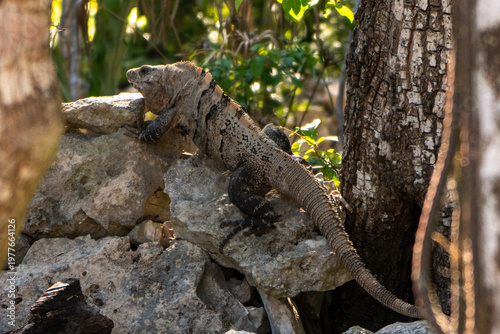Iguana basking on rocky terrain in Playa del Carmen Yucatán. Sunlit environment with lush greenery. Captured during daytime.