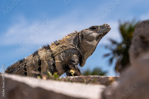Close-up of an iguana basking in the sun on a rocky surface in Playa del Carmen Mexico. Clear blue sky in the background.