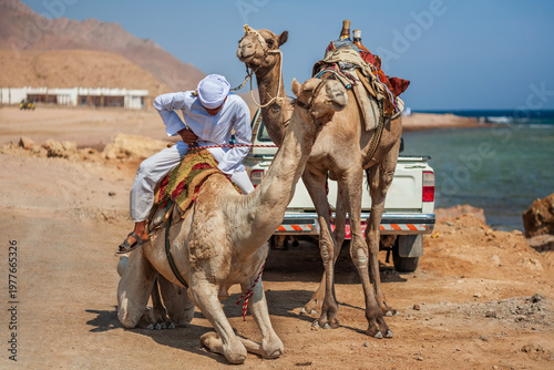 Bedouin man preparing a camel for a ride against desert mountains and sea. Traditional desert transport in Egypt.