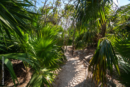 Lush tropical pathway surrounded by palm trees in Playa del Carmen Yucatán. Sunlit scene captures the vibrant greenery of the region.